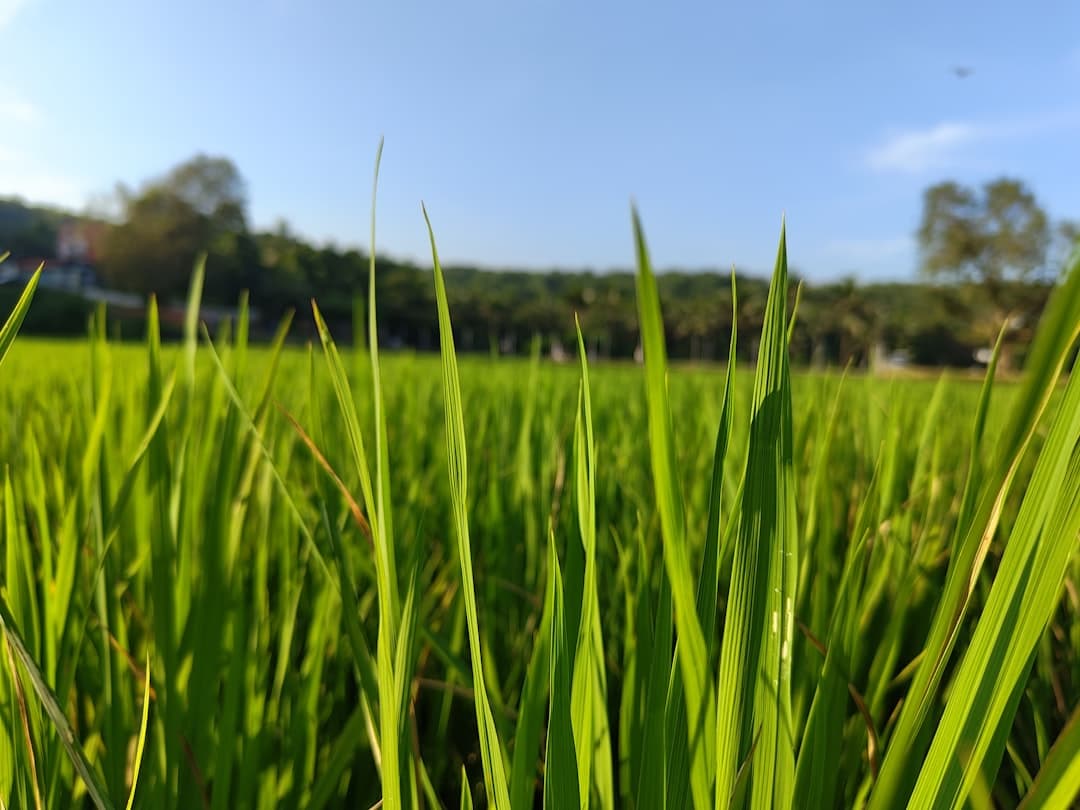 Matura Agro green fields